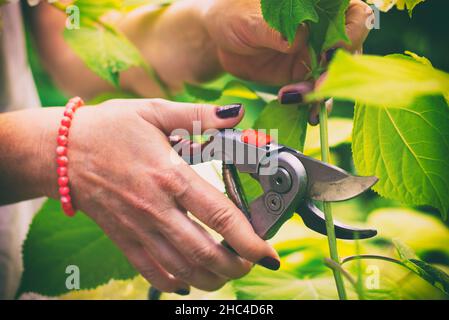 Woman cut a bouquet of flowers white hydrangeas with pruning scissors. Garden work on a blooming hydrangea. Stock Photo
