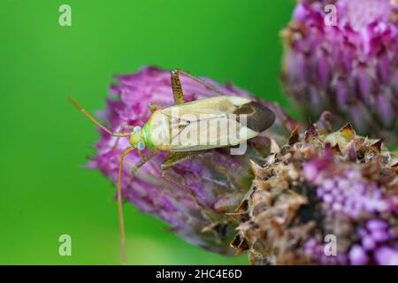 Closeup on the green Lucerne or the alfalfa plant bug , Adelphocoris lineolatus Stock Photo