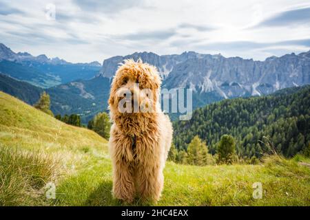 golden doodle dog on the meadow in the dolomites mountains Stock Photo