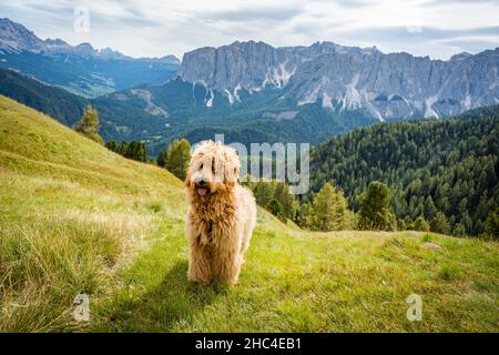 golden doodle dog on the meadow in the dolomites mountains Stock Photo