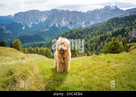 golden doodle dog on the meadow in the dolomites mountains Stock Photo