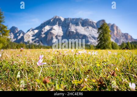 meadow with flowers in the dolomites mountain in spring Stock Photo