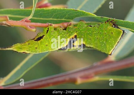 Close up on a green caterpillar of the Poplar Kitten moth, Furcula bifida eating on Salix purpurea in the garden Stock Photo