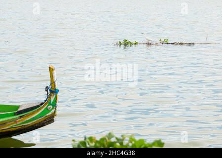 A white Little Egret bird, Egretta garzetta, resting on floating plants in  Taungtham Lake, Myanmar Stock Photo