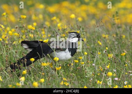 Lapwing on the machair of North Uist where they breed in loose colonies birds taking to the air to drive away aerial predators. Stock Photo