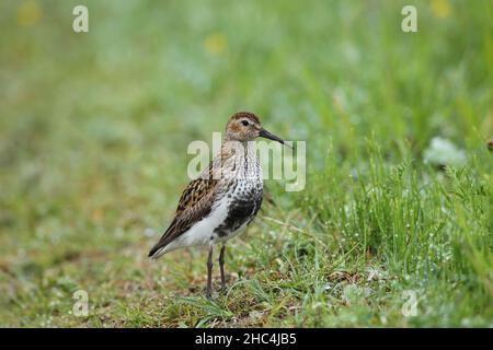 Dunlin in grassland where they breed, (the machair) where all the waders look for predators harrying them protecting their chicks. Stock Photo