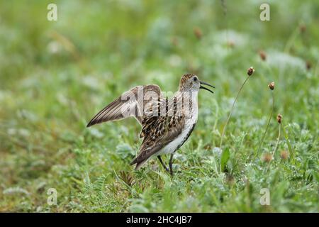 Dunlin in grassland where they breed, (the machair) where all the waders look for predators harrying them protecting their chicks. Stock Photo