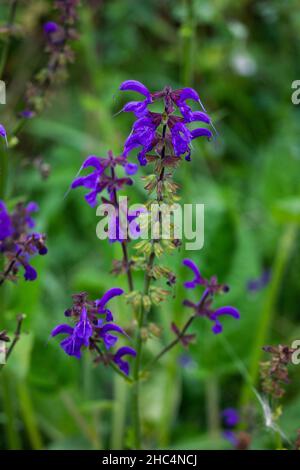 Closeup shot of beautiful purple sage flowers in a garden Stock Photo ...