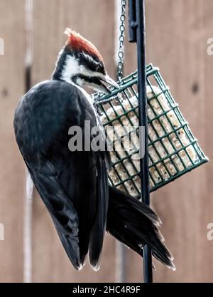 Female pilated woodpecker eating from a backyard suet feeder in the fall. Female does not have a red cheek stripe. Stock Photo