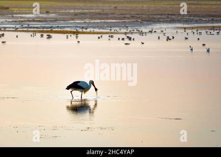 View of a stork fishing for seafood on the Gaviota beach in Isla Cristina, Andalucia, Spain Stock Photo
