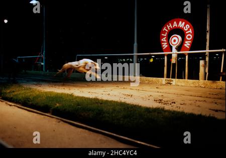 Greyhound racing at Walthamstow Stadium flying past the finish line. Stock Photo