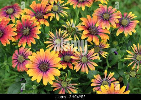 close-up of beautiful colorful osteospermum flowers in a flower bed, view from above Stock Photo