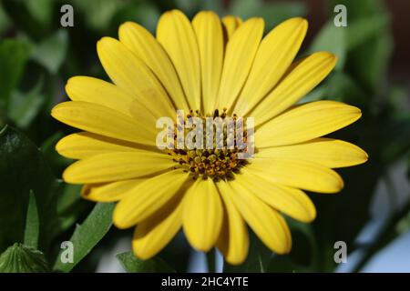 close-up of a sunlit yellow osteospermum flower against a blurred background Stock Photo