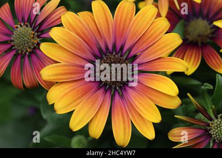 close-up of a single two-tone osteospermum flower against a blurred natural background Stock Photo