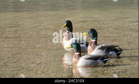 Beautiful shot of three ducks in Lake Garda in Italy Stock Photo