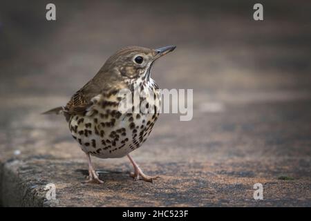 Song Thrush photographed in Southern England in mid winter Stock Photo