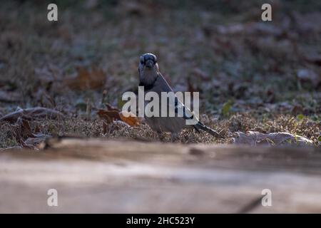 Shallow focus shot of a curious blue jay perched on the ground Stock Photo