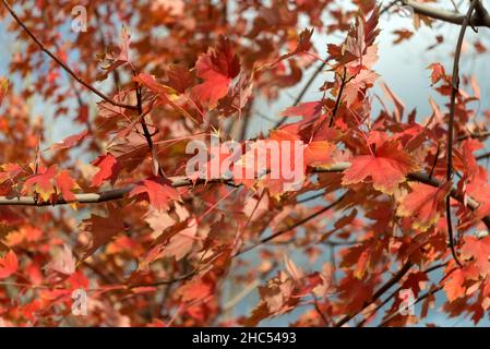 Red maple tree leaves in autumn season Stock Photo