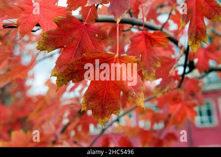Red maple tree leaves in autumn season Stock Photo