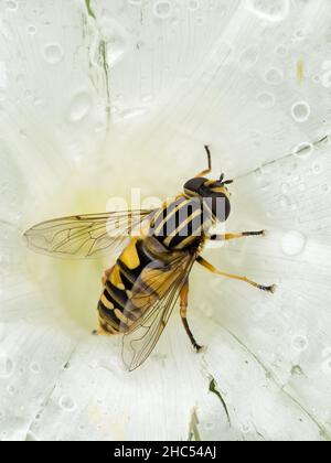 Sun Fly (Helophilus pendulus) Stock Photo