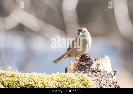 Eurasian tree sparrow, Passer montanus, sitting on an old rotten tree trunk covered with moss Stock Photo