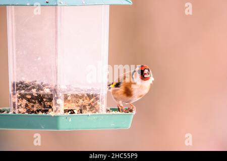 Carduelis carduelis, European goldfinch, little colorful bird sits on the edge of a dirty and almost empty feeder Stock Photo