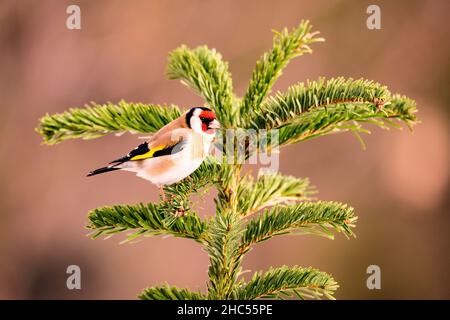 European goldfinch, Carduelis carduelis, little cute and handsome colored bird, with lighted eyes, sitting on top of a forest tree Stock Photo
