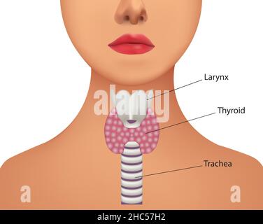 Thyroid gland inside. vector illustration Stock Vector