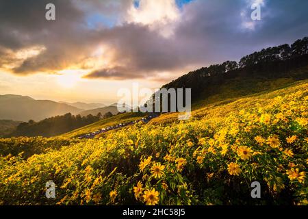 beautiful scenery of yellow flowers Thung Bua Tong, Mae Hong Son, Thailand Stock Photo