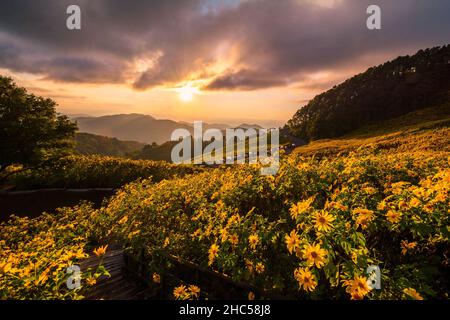 beautiful scenery of yellow flowers Thung Bua Tong, Mae Hong Son, Thailand Stock Photo