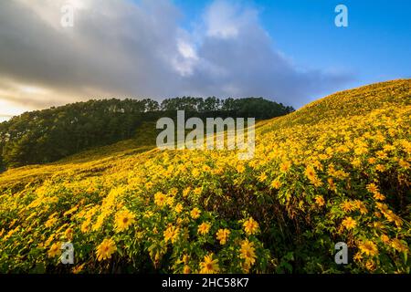 beautiful scenery of yellow flowers Thung Bua Tong, Mae Hong Son, Thailand Stock Photo