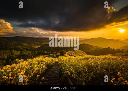 beautiful scenery of yellow flowers Thung Bua Tong, Mae Hong Son, Thailand Stock Photo