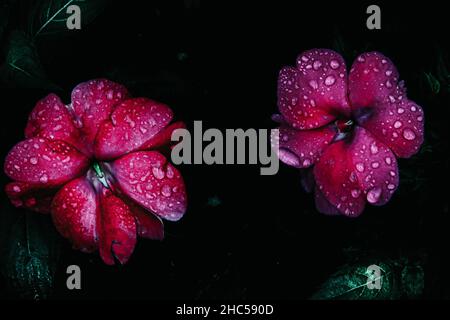 Closeup shot of pink flowers covered in water droplets on a dark background Stock Photo