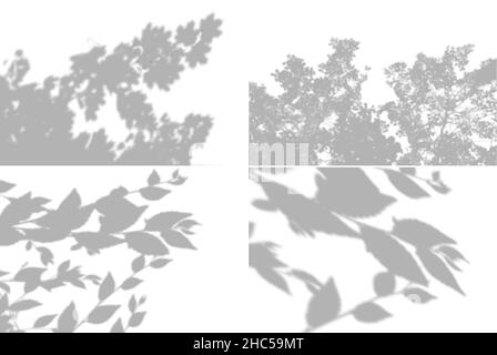 4 Summer background shadows from maple leaves, willow leaves on a white wall. White and black for photo or mockup Stock Vector