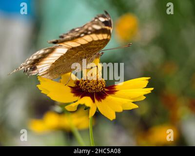 A Shallow focus of a Doxocopa Laure butterfly on a blurry background Stock Photo