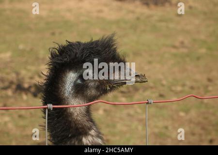 A portrait of an ostrich behind a fence Stock Photo