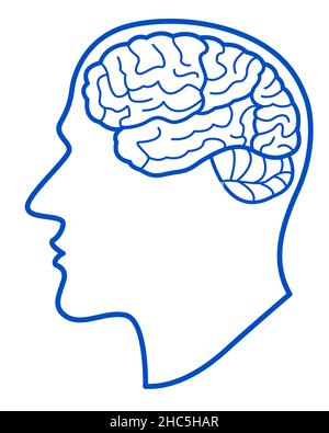 Human brain side view contour illustration Stock Vector Image & Art - Alamy