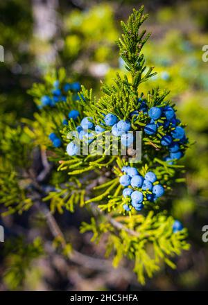 Selective focus shot of blue savin juniper in the forest Stock Photo
