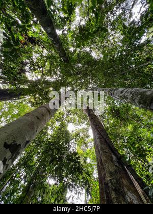 These are the Amazon trees that keep the planet cool. Typical amazon rainforest, located in Alter do Chao, State of Para, Brazil Stock Photo