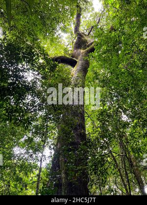 These are the Amazon trees that keep the planet cool. Typical amazon rainforest, located in Alter do Chao, State of Para, Brazil Stock Photo