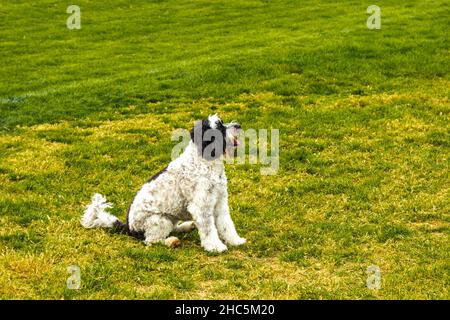 View of the beautiful Labradoodle on the grass Stock Photo