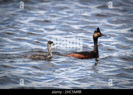 An eared grebe and chick swimming in water Stock Photo