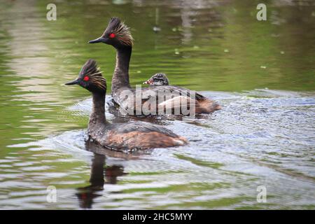Two eared grebes with a duckling on the back Stock Photo