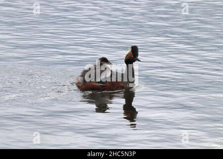 An immature grebe climbing on the back of an adult Stock Photo