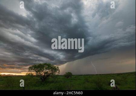 Silhouette trees with dark thunderstorm sky over grassy field  Stock Photo