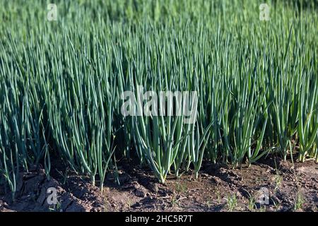 Green Onions (Scallions)   maturing in field 'Allium', California. Stock Photo