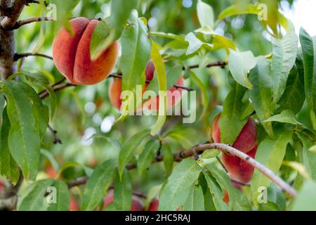 Selective focus of the growing juicy peaches on the tree branches Stock Photo