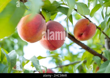 Selective focus of the growing juicy peaches on the tree branches Stock Photo