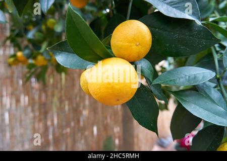 Closeup shot of tangerines growing on a tree Stock Photo