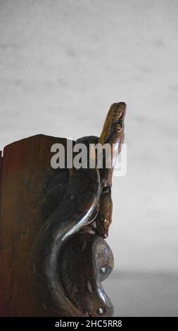 Close-up shot of a dangerous snake Stock Photo